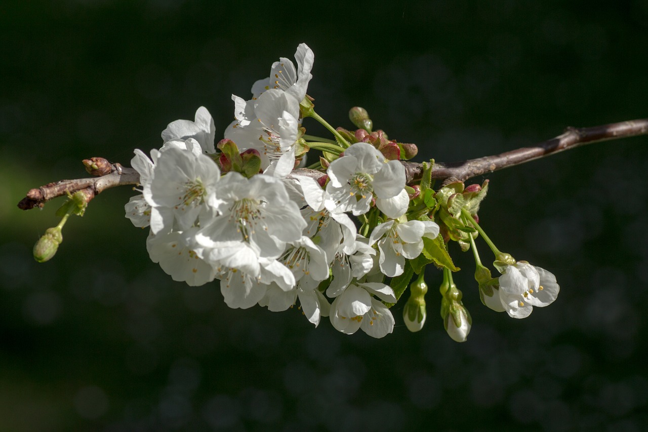 spring blossom bloom free photo