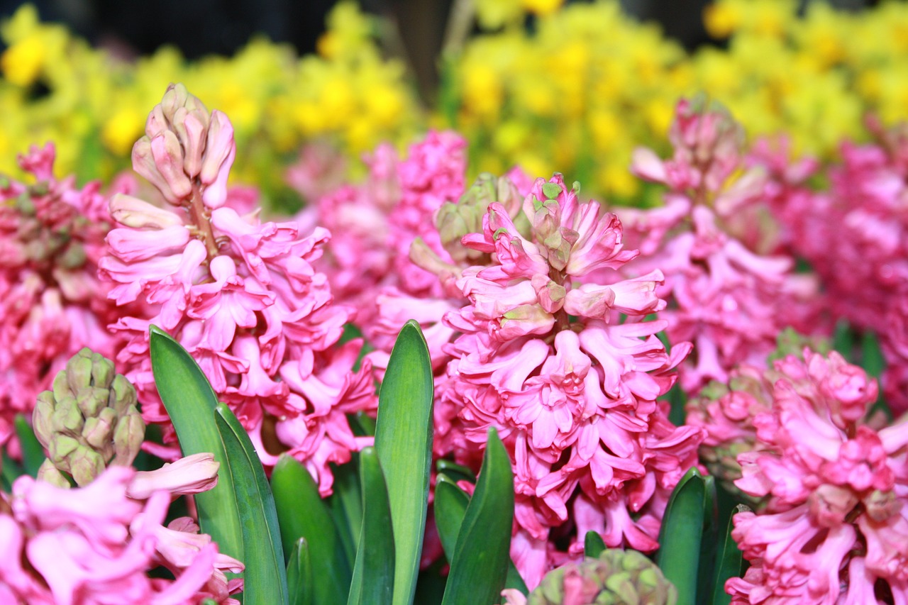 spring hyacinth flower free photo