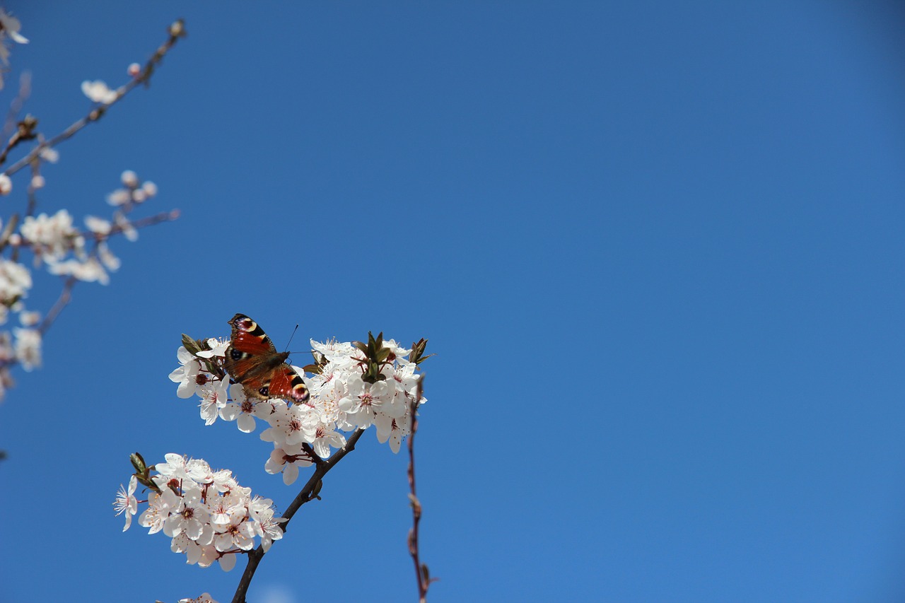 spring butterfly flower free photo