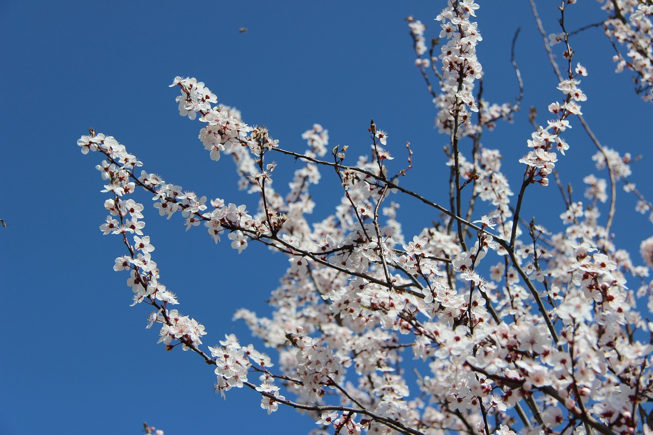 spring cherry flower free photo