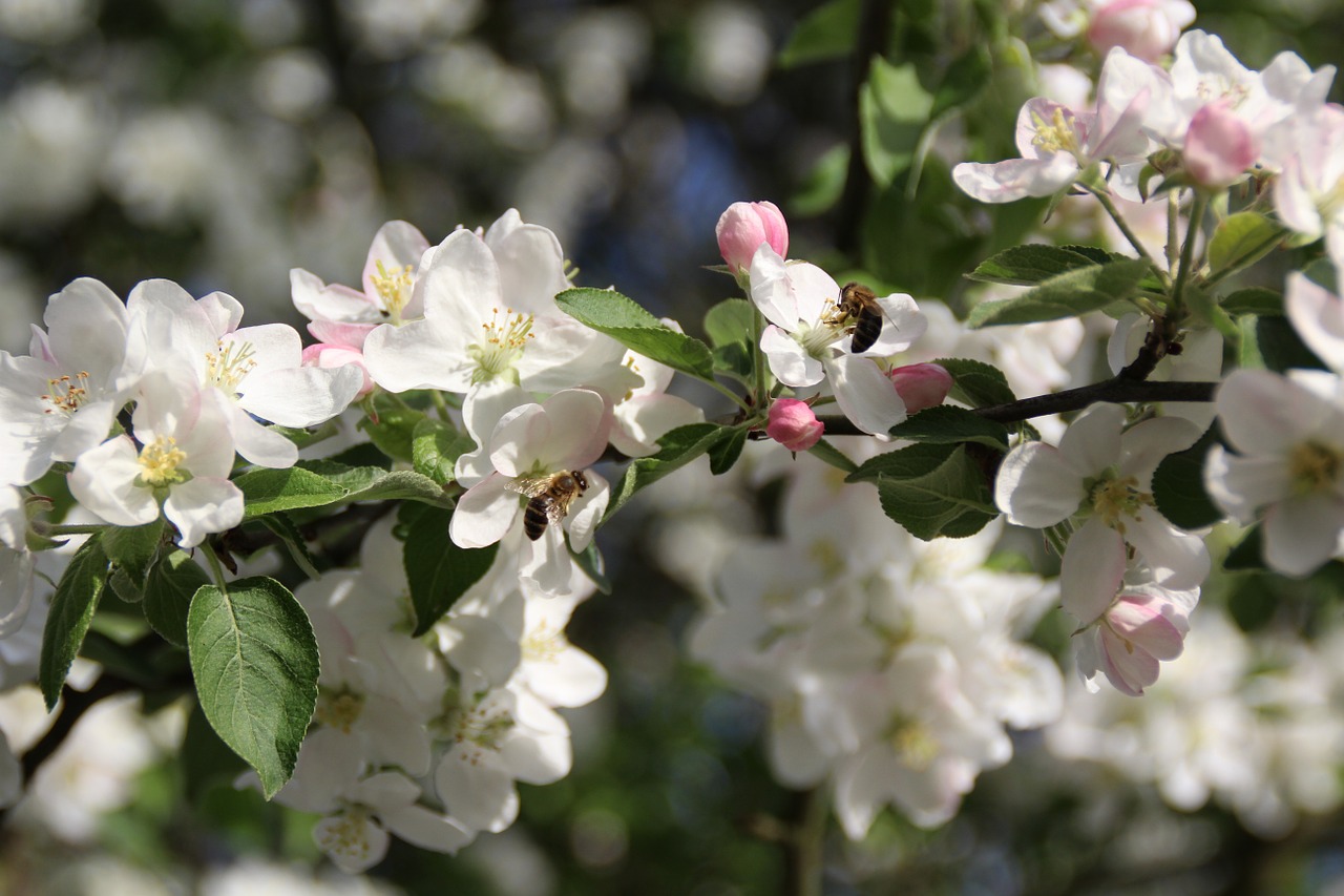 spring apple apple trees free photo