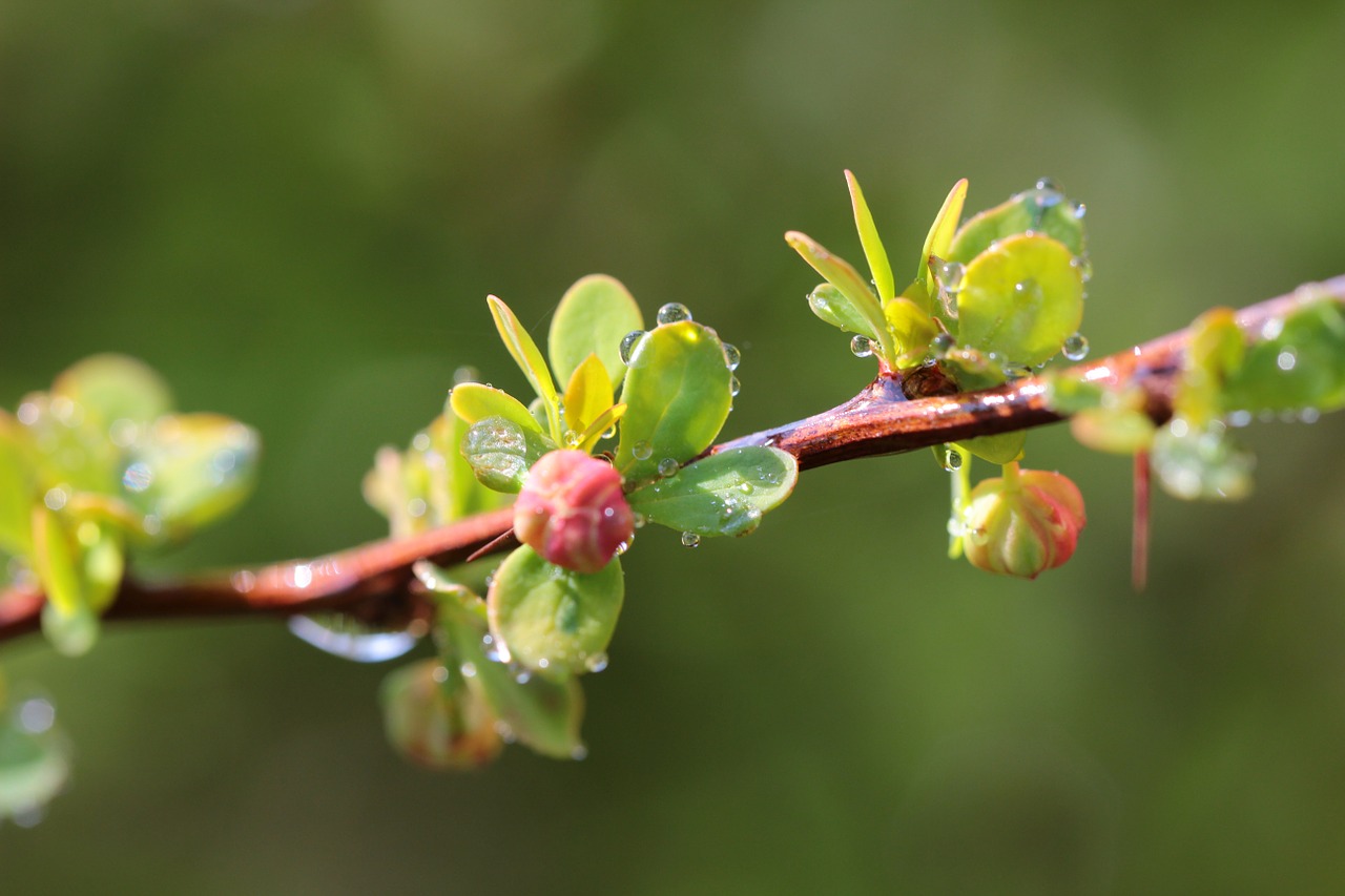 spring nature drops free photo