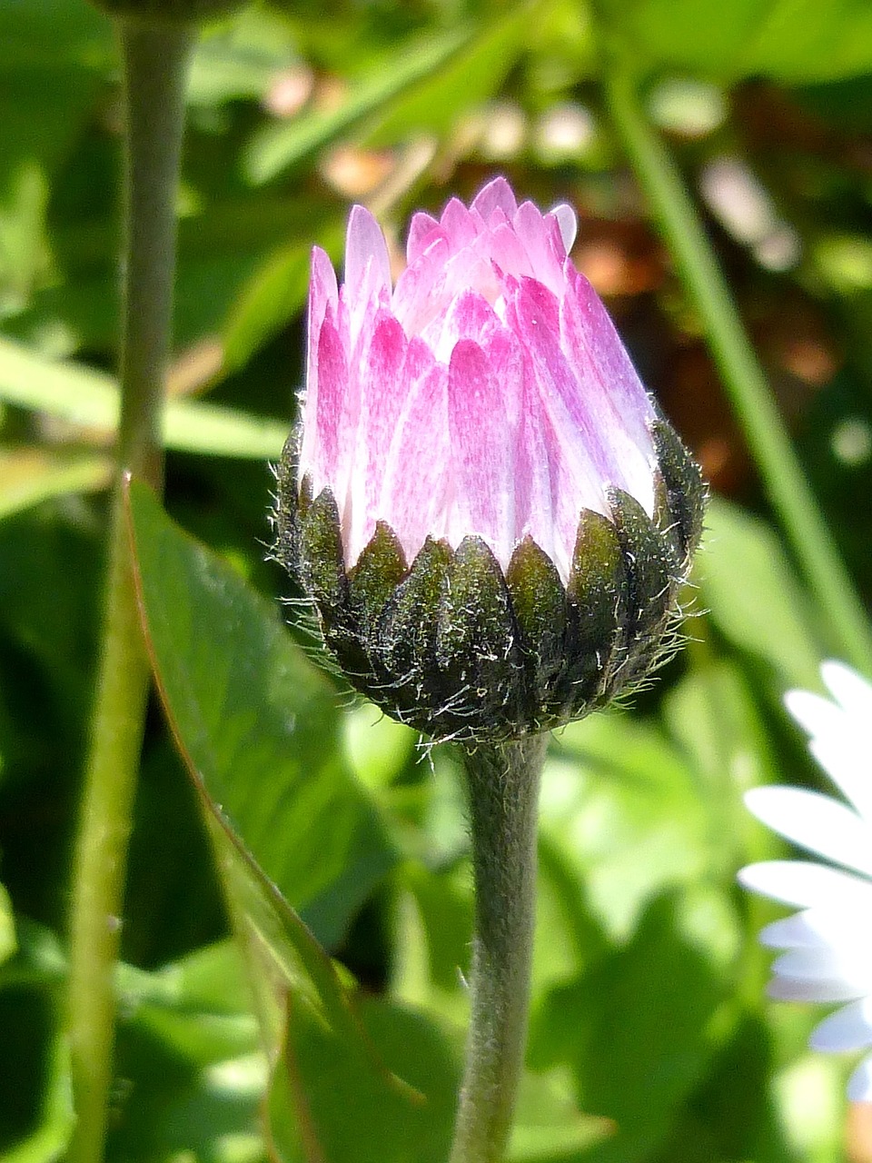 spring flower sunshine free photo