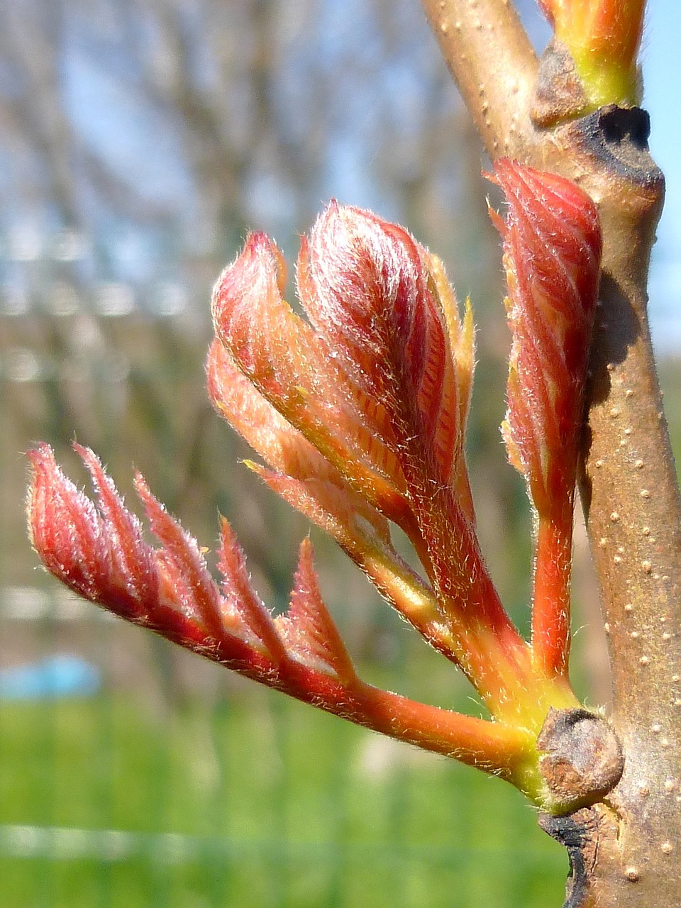 spring foliage drive free photo