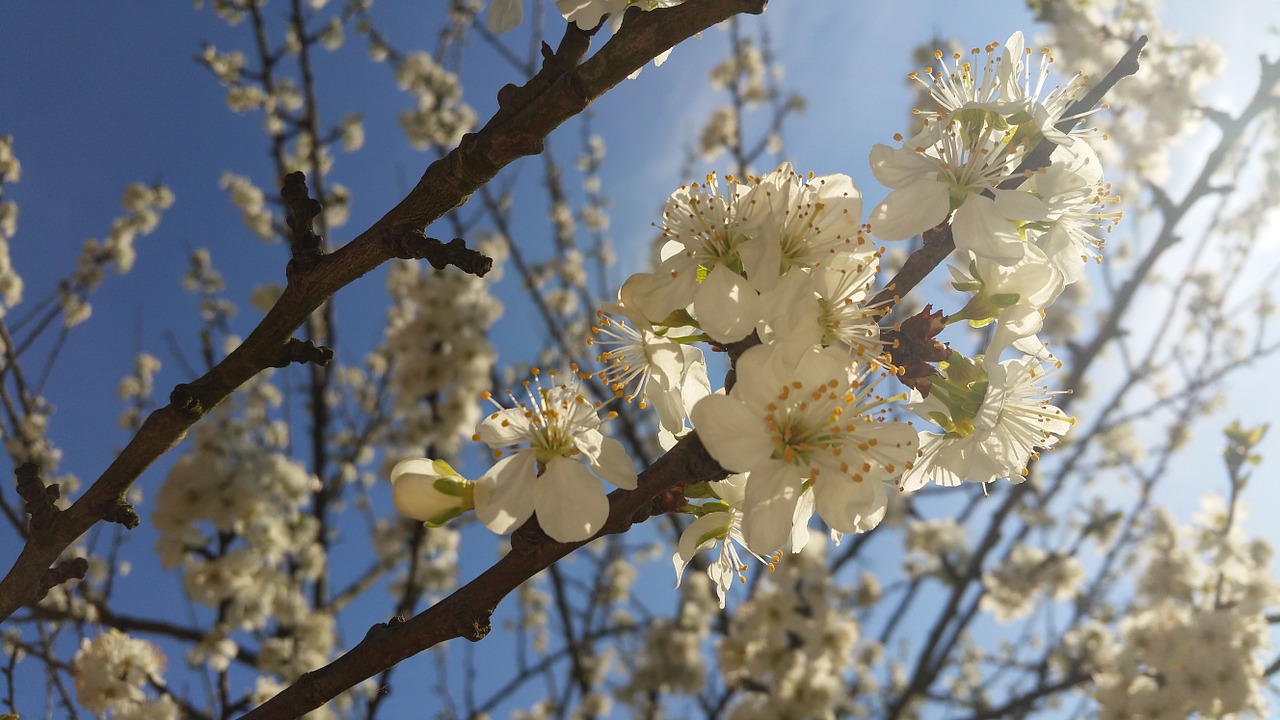 spring flower blossom free photo