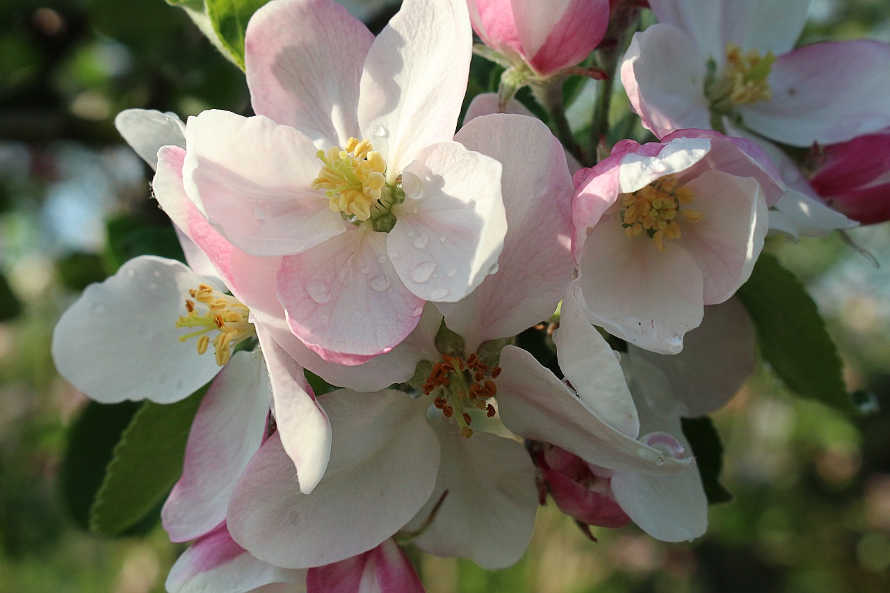 spring apple flowers free photo