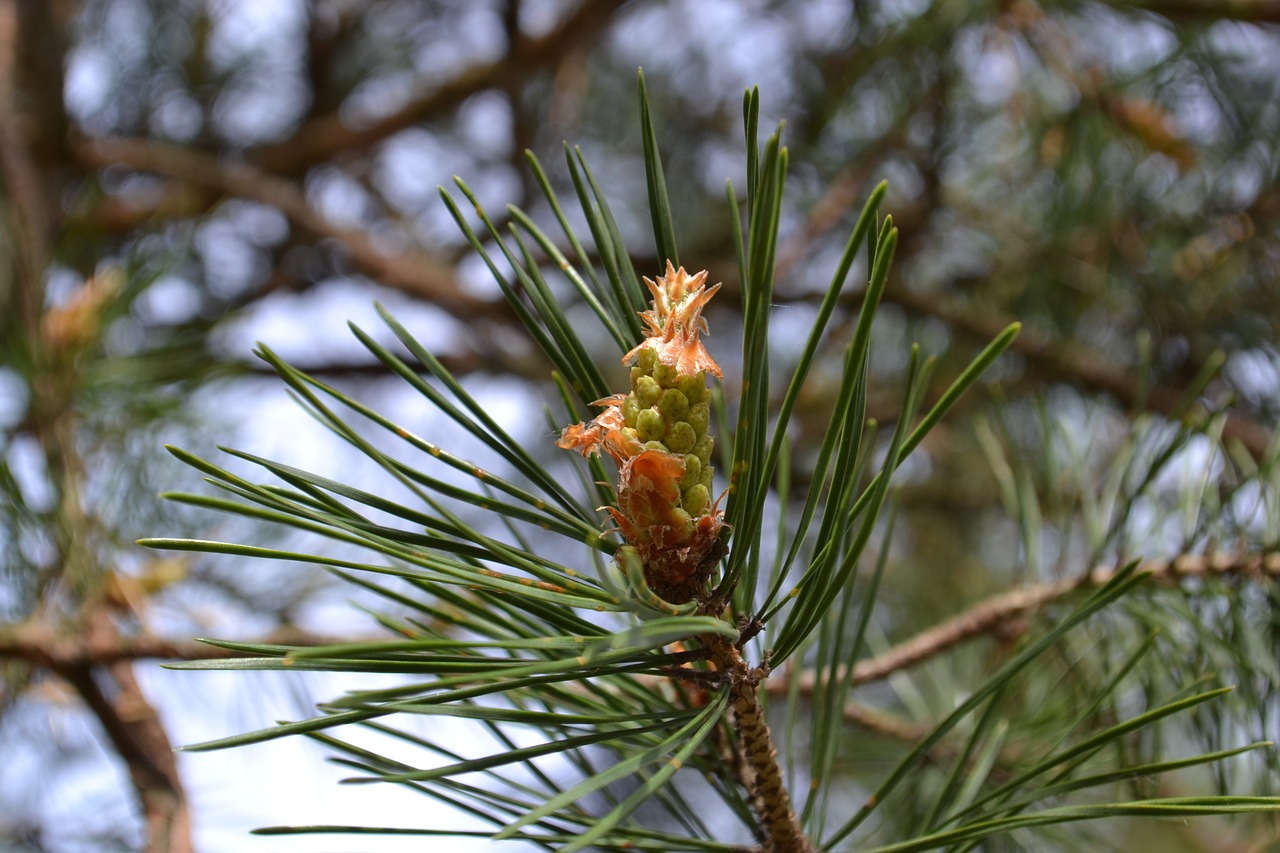 spring forest pine free photo