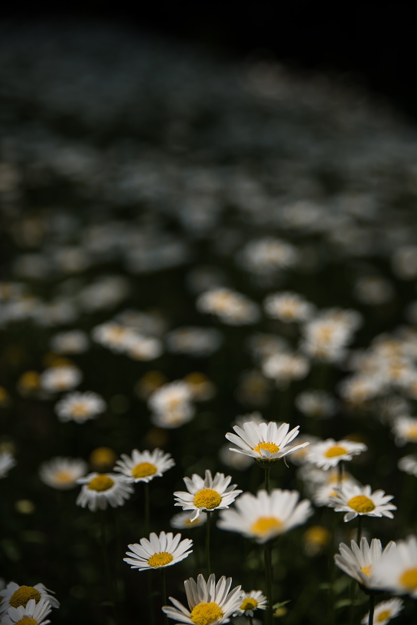 spring kogiku flower fields free photo