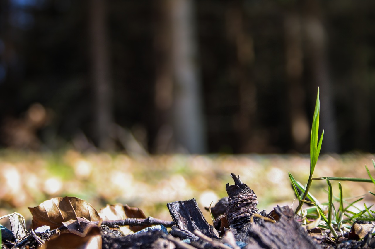 spring blade of grass awakening free photo