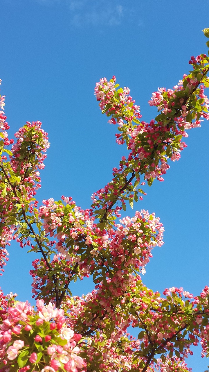 spring pink tree free photo