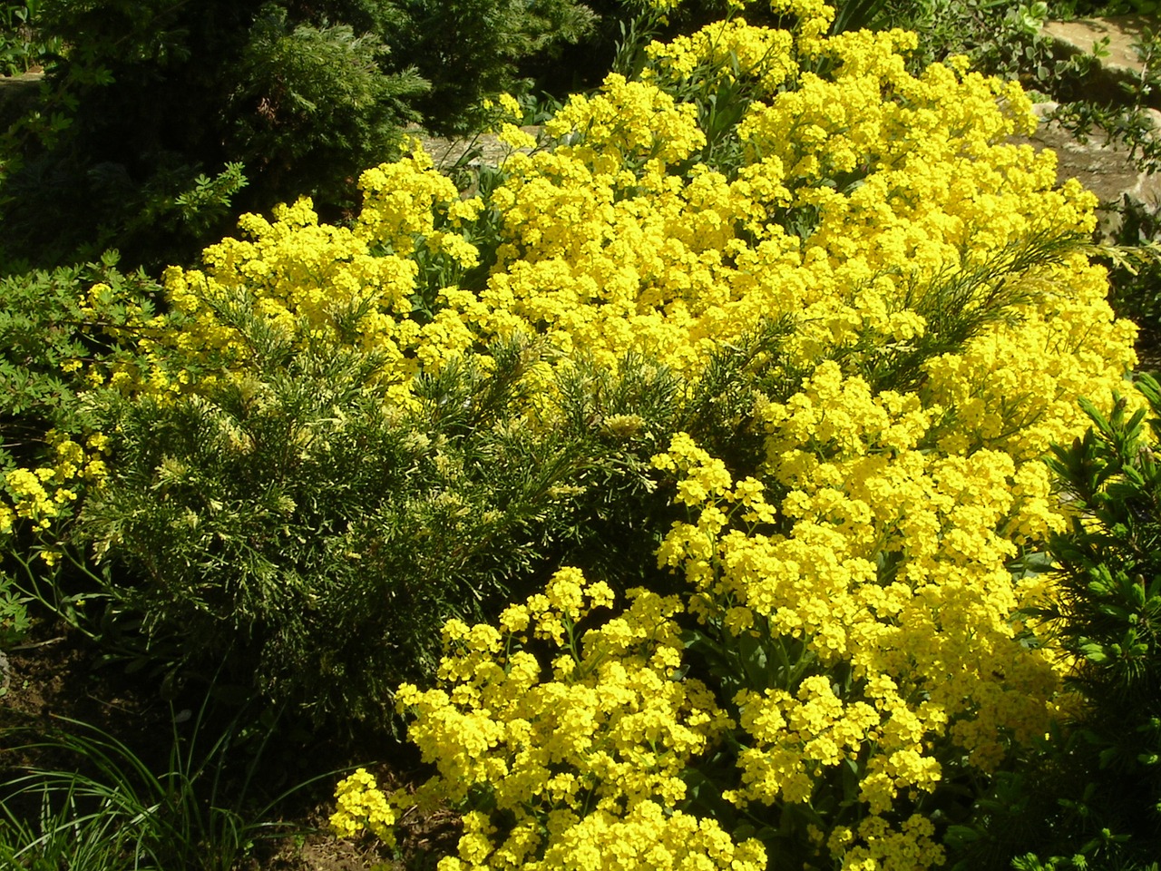 spring spring flowers flower free photo