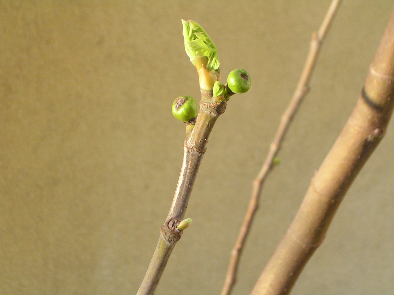 spring fig fig tree free photo