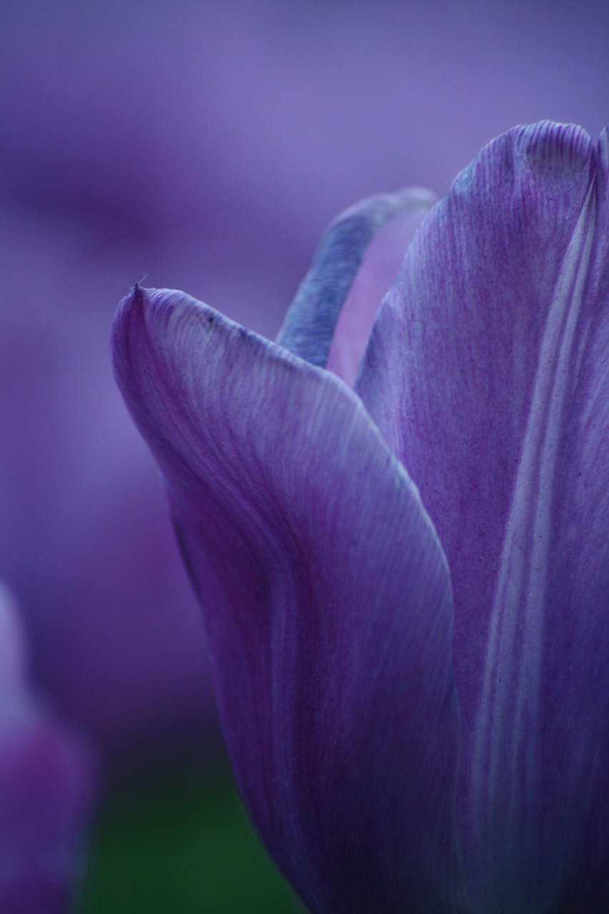 spring tulip spring flower free photo