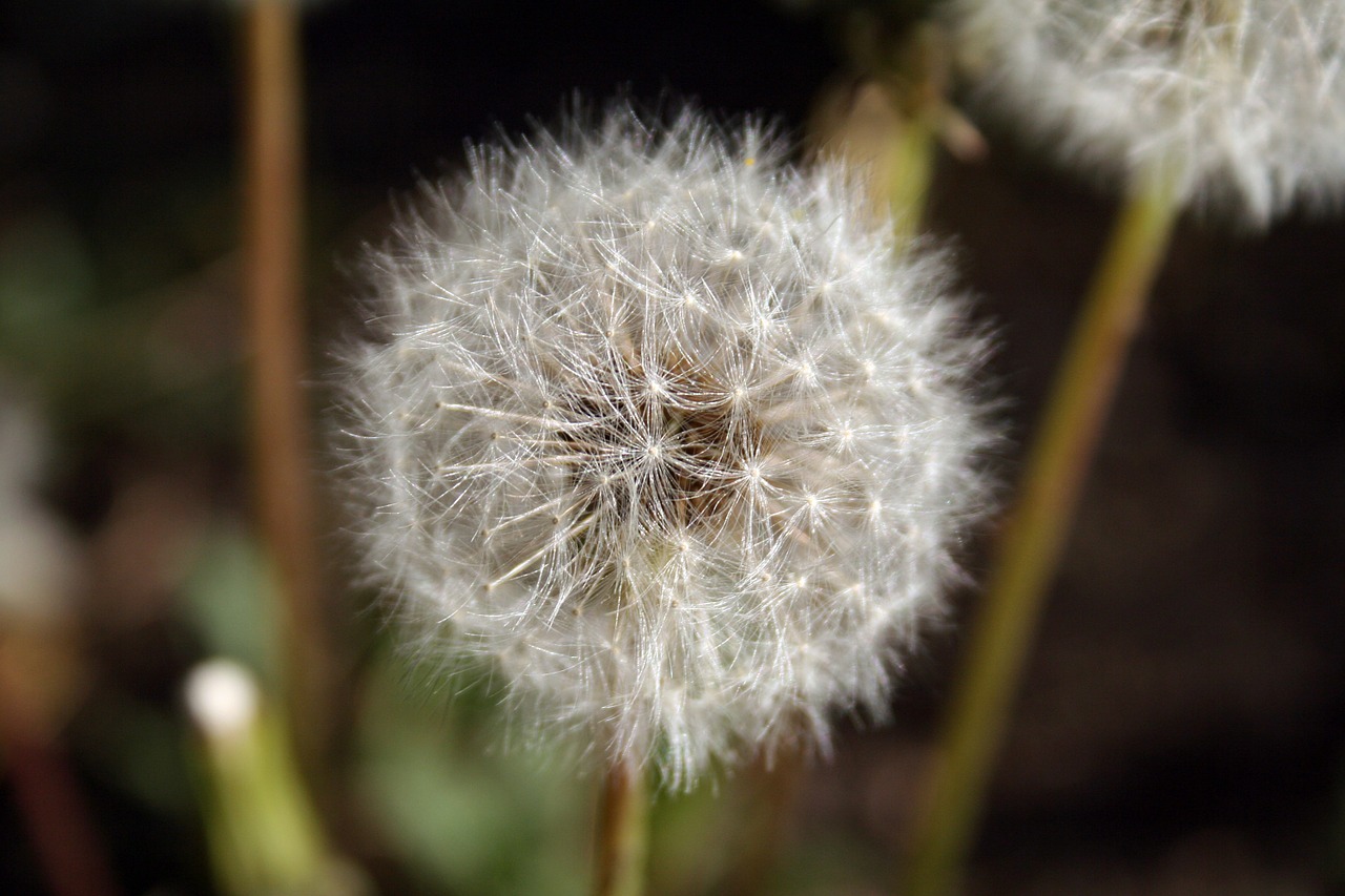 spring dandelion spring flower free photo