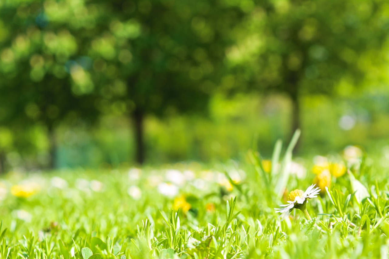 spring meadow daisy free photo