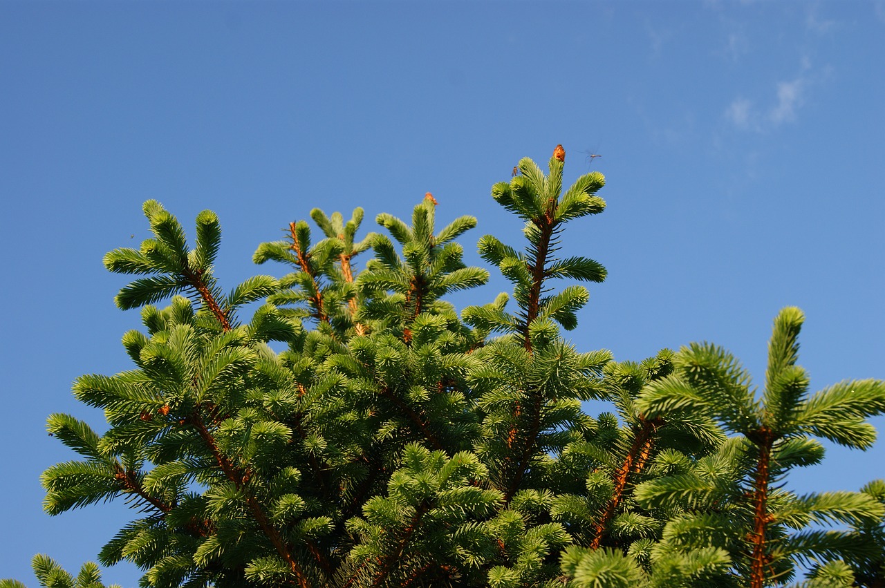 spring sky nature free photo