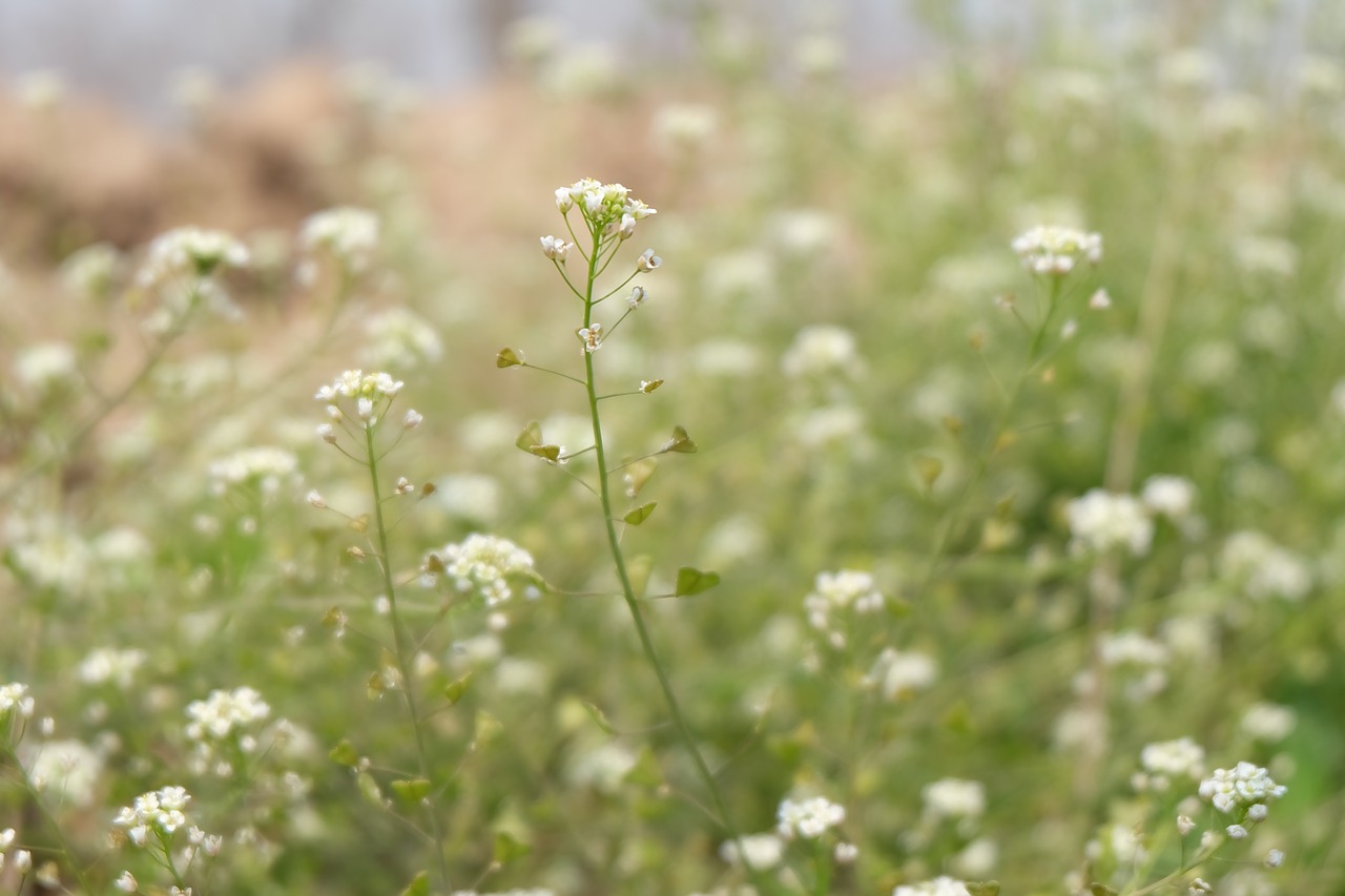 spring serenity wild flowers free photo