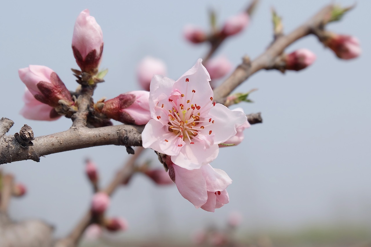 spring peach blossom serenity free photo