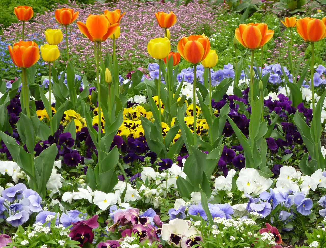 spring flowers tulip free photo