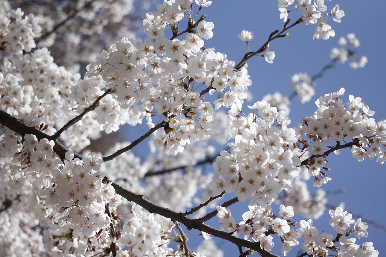 spring flowers nature free photo