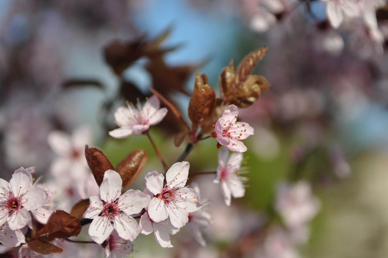 spring flowers garden free photo