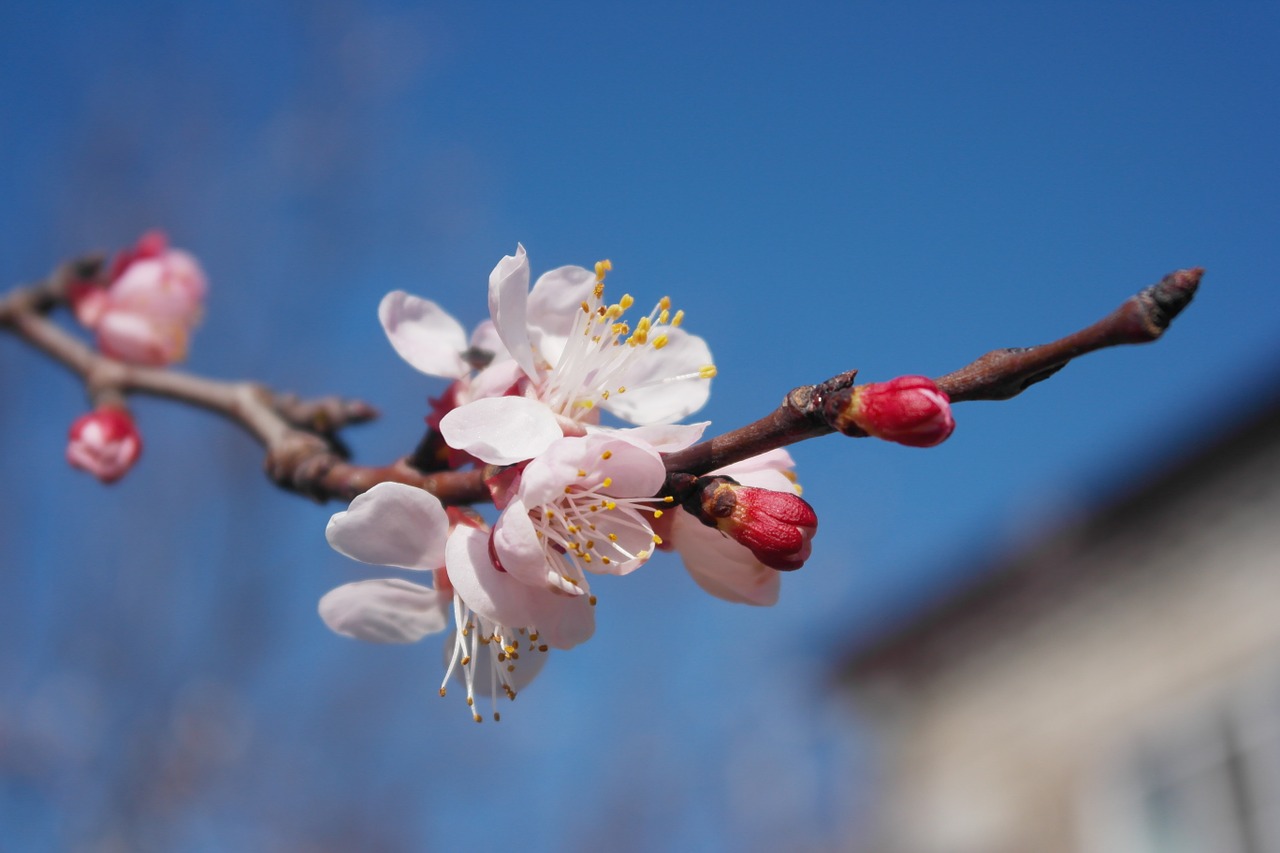 spring flowers branch free photo