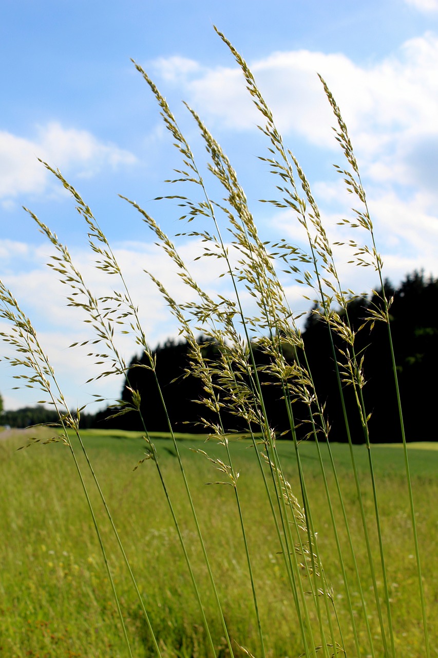 spring nature plant free photo