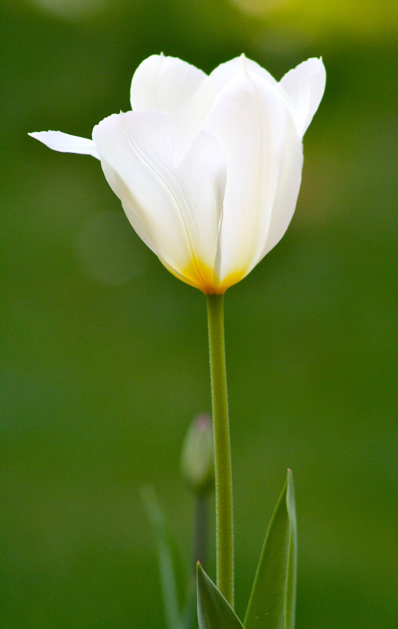 spring flower tulip free photo