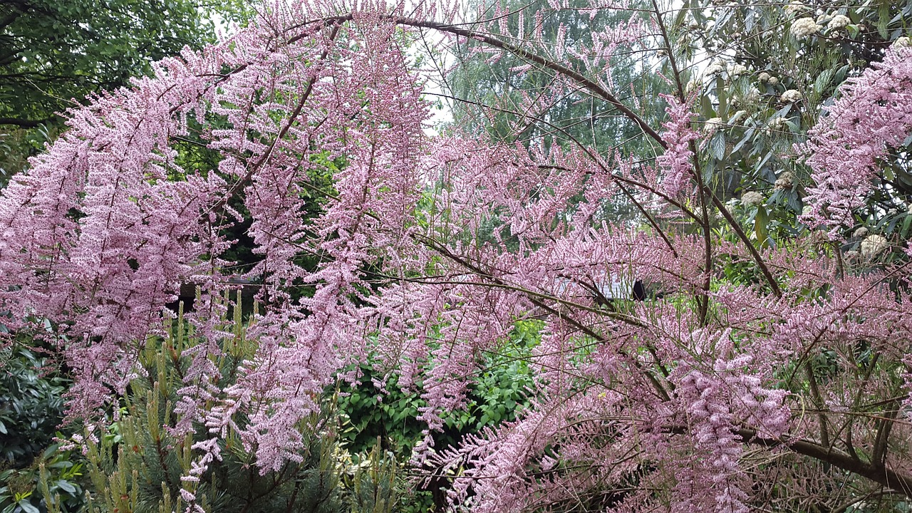 spring pink plant free photo