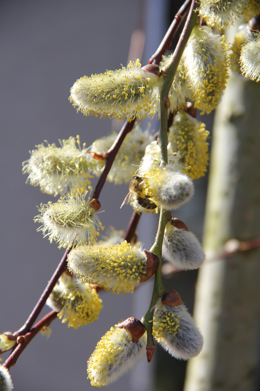 spring willow catkin blossom free photo