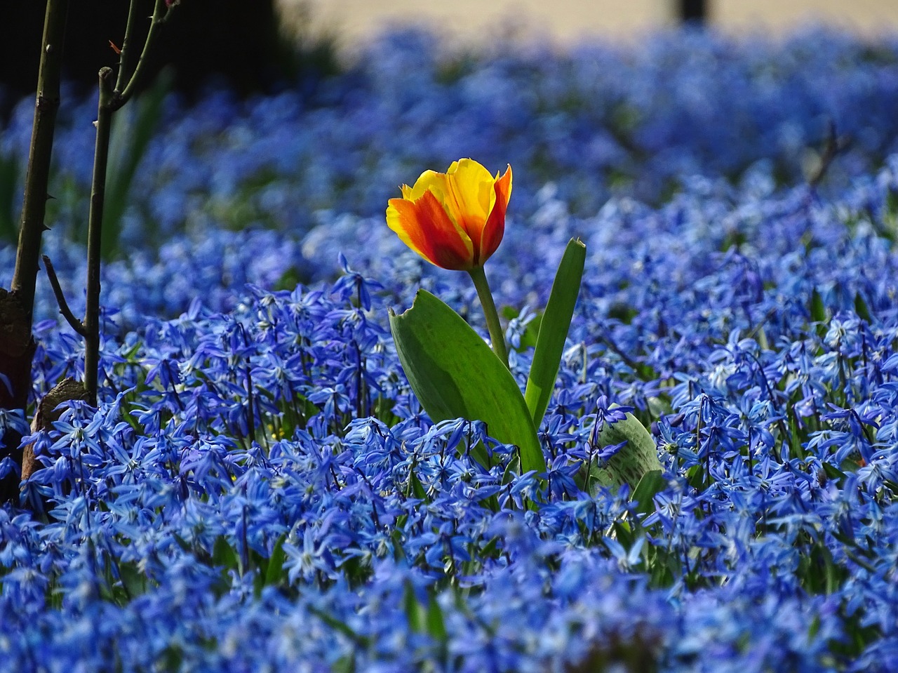 spring tulip meadow free photo