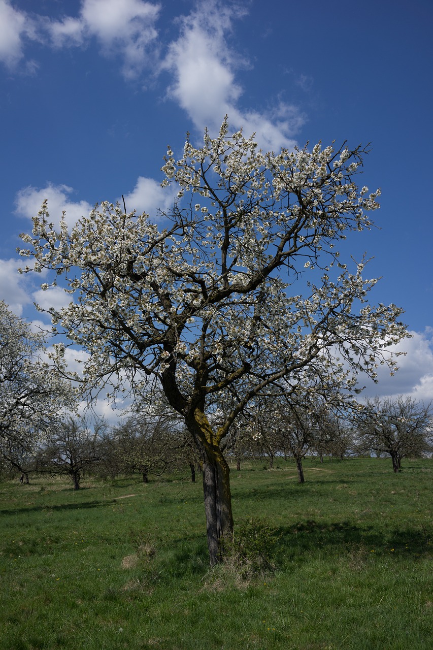 spring tree flower free photo