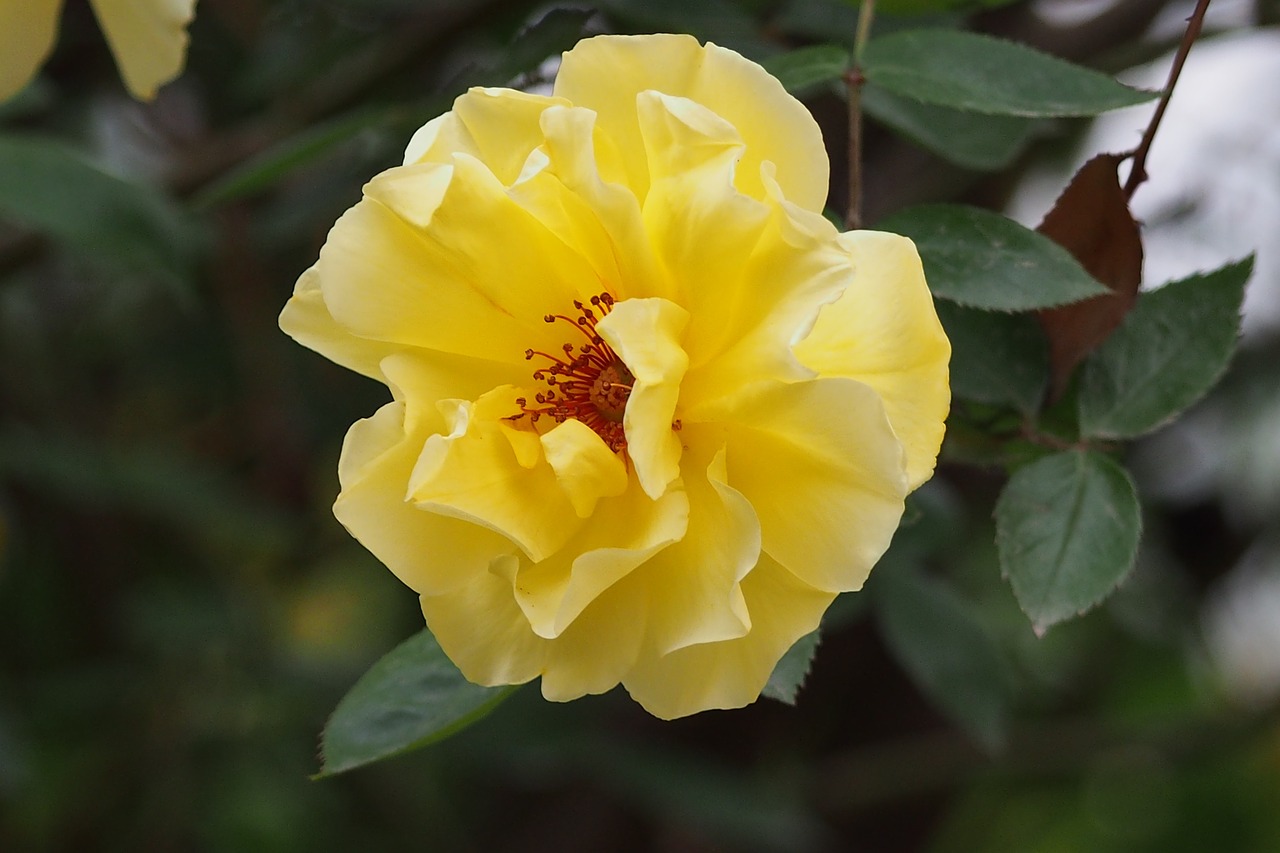 spring yellow flower rose free photo