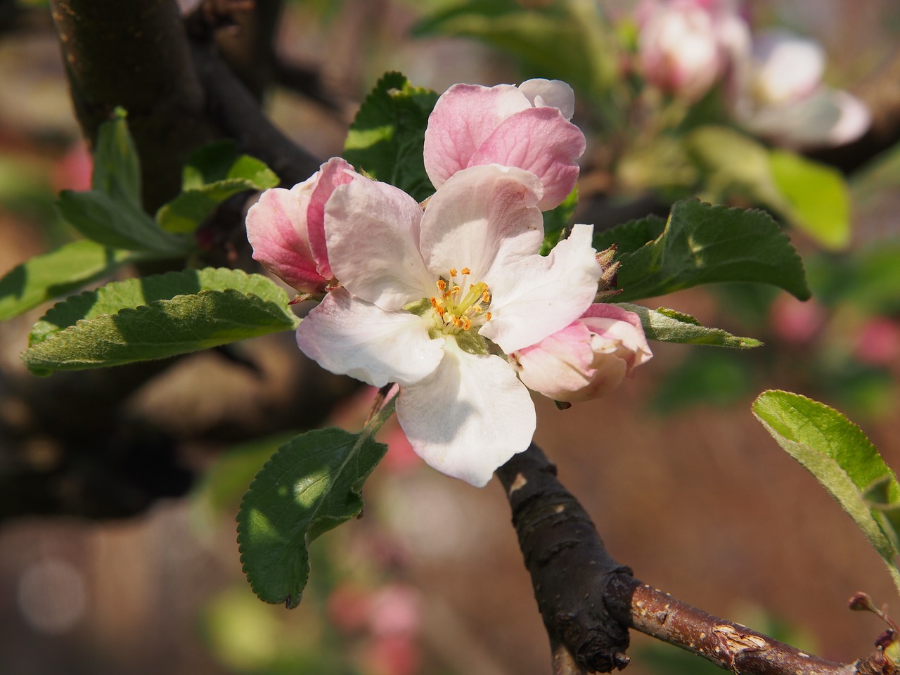 spring blossom bloom free photo