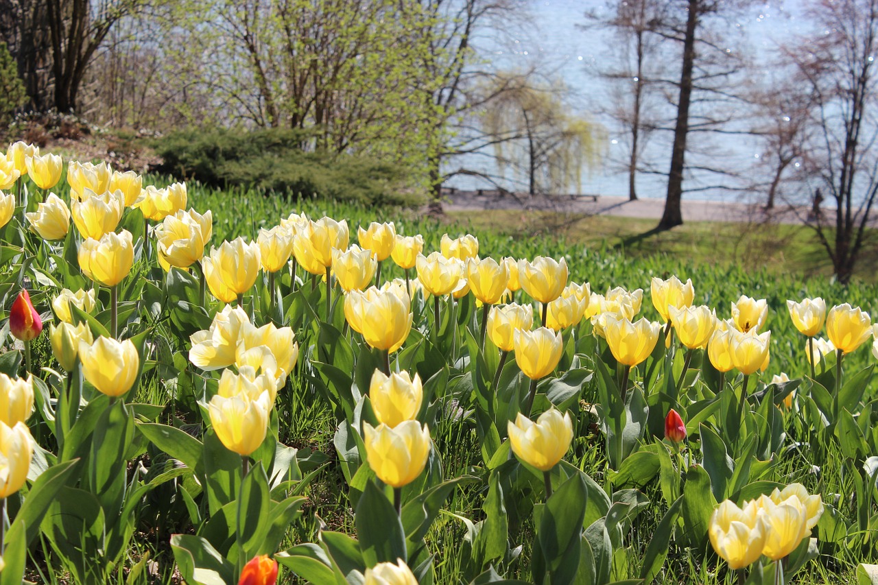 spring tulips yellow free photo