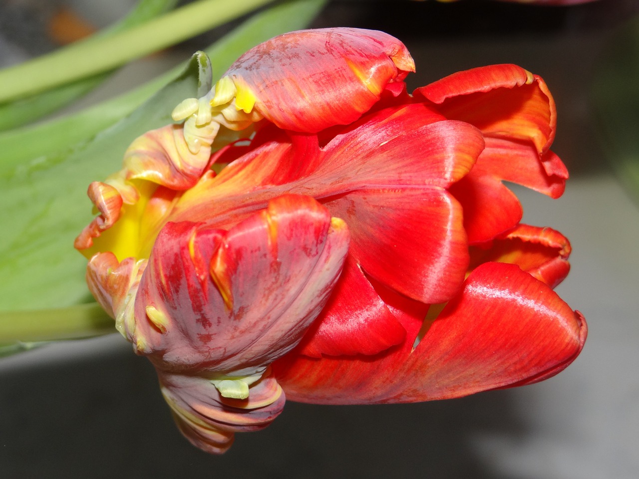 spring tulips colorful free photo