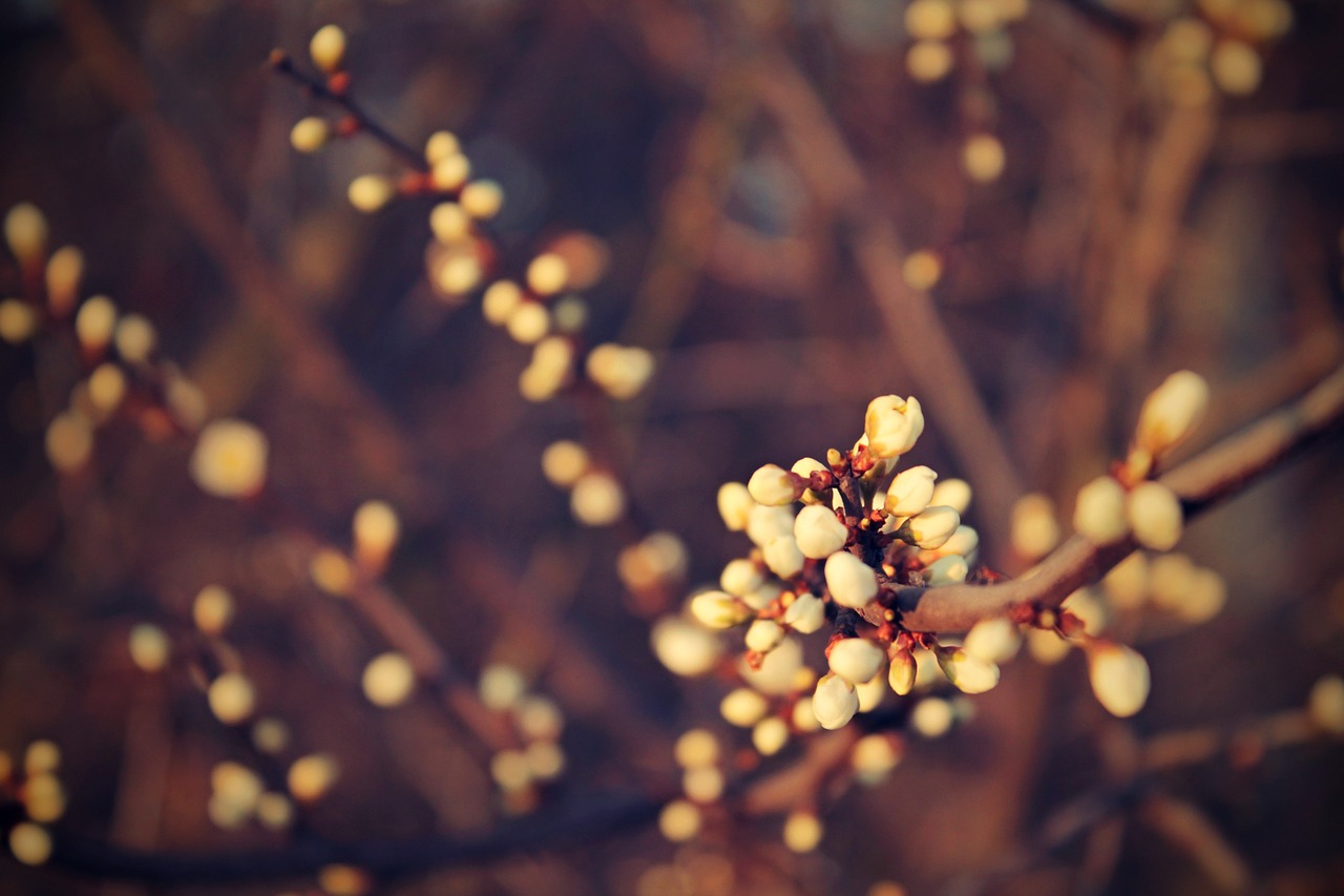 spring plants plant free photo