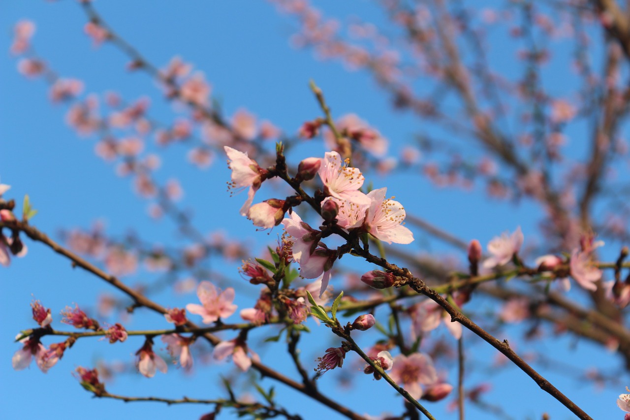 spring flowers spring flowers free photo