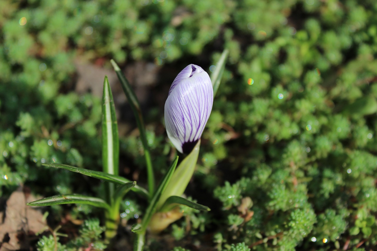 spring spring flowers flower free photo