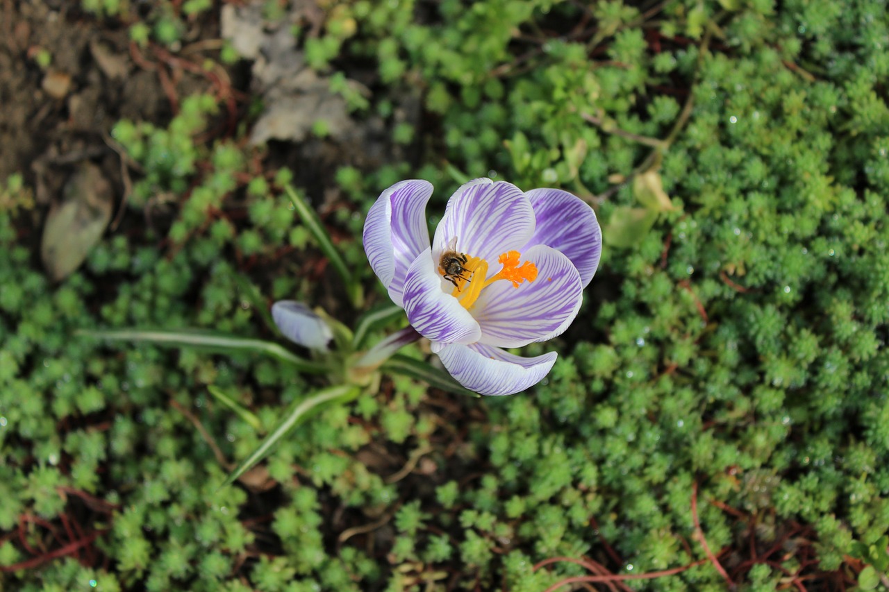 spring flower crocus free photo