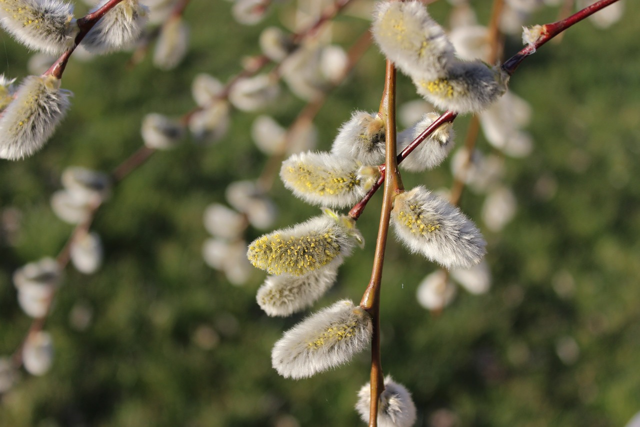 spring verba willow free photo