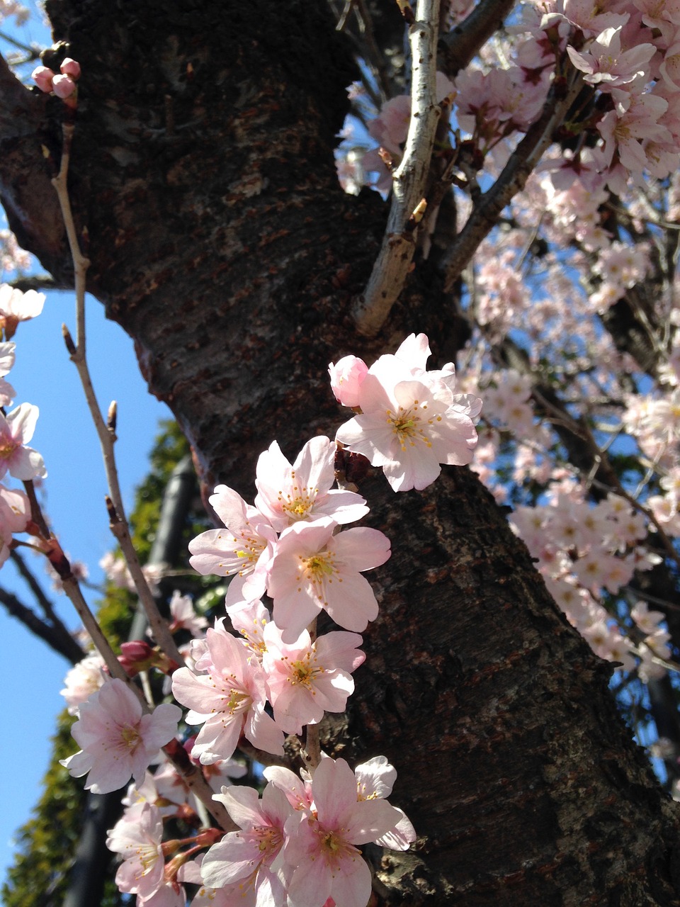 spring sakura cherry blossom free photo