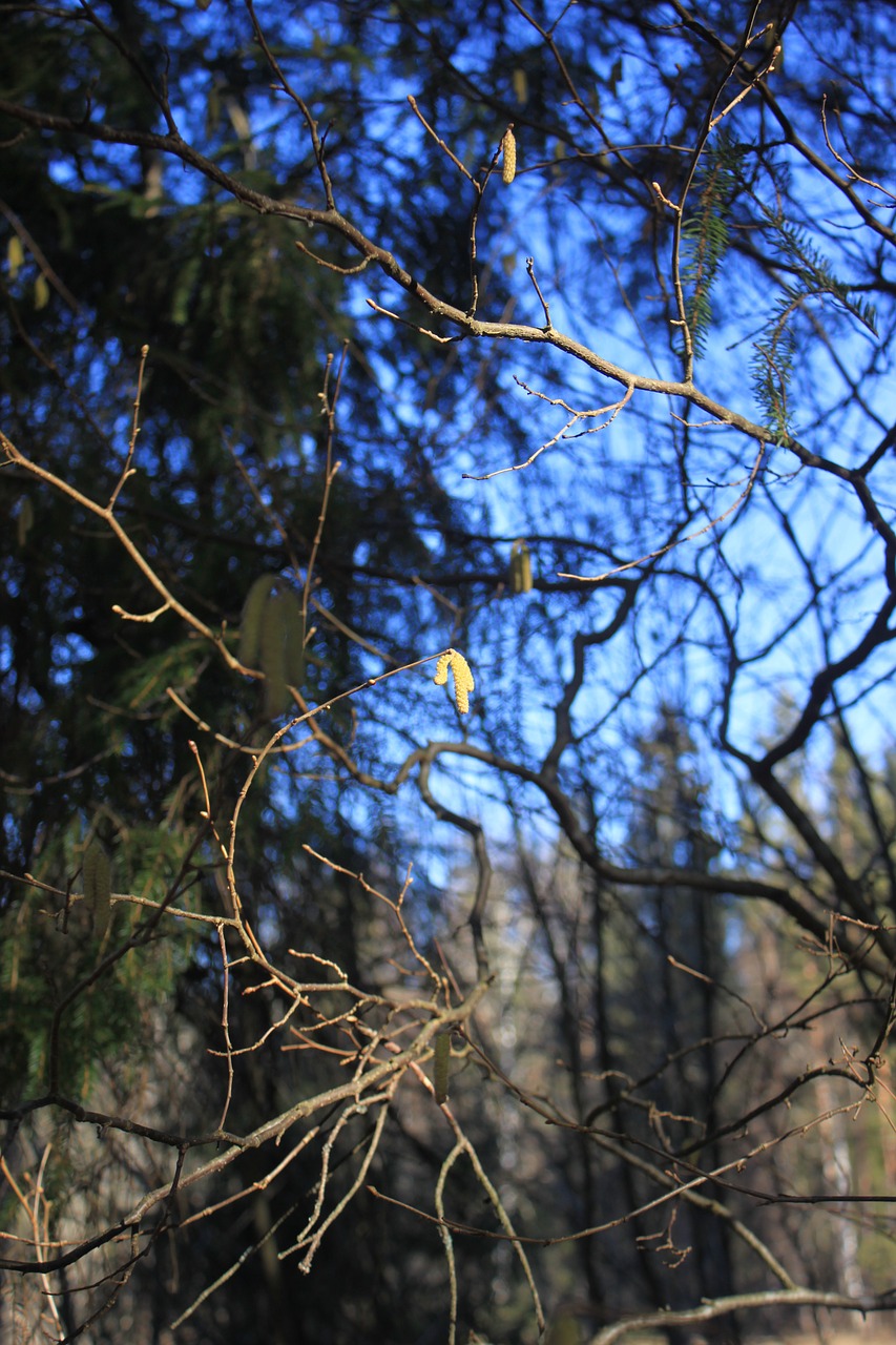 spring catkins birch free photo