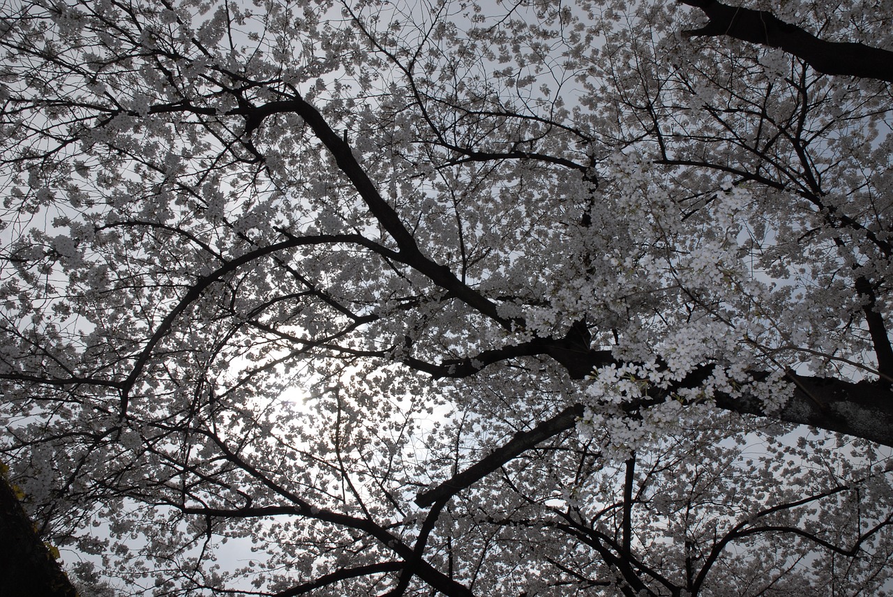 spring sakura pink free photo