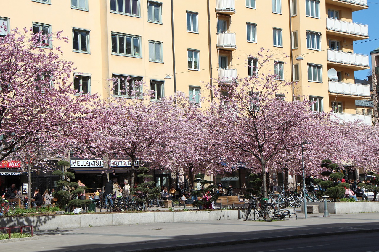 spring stockholm tree free photo