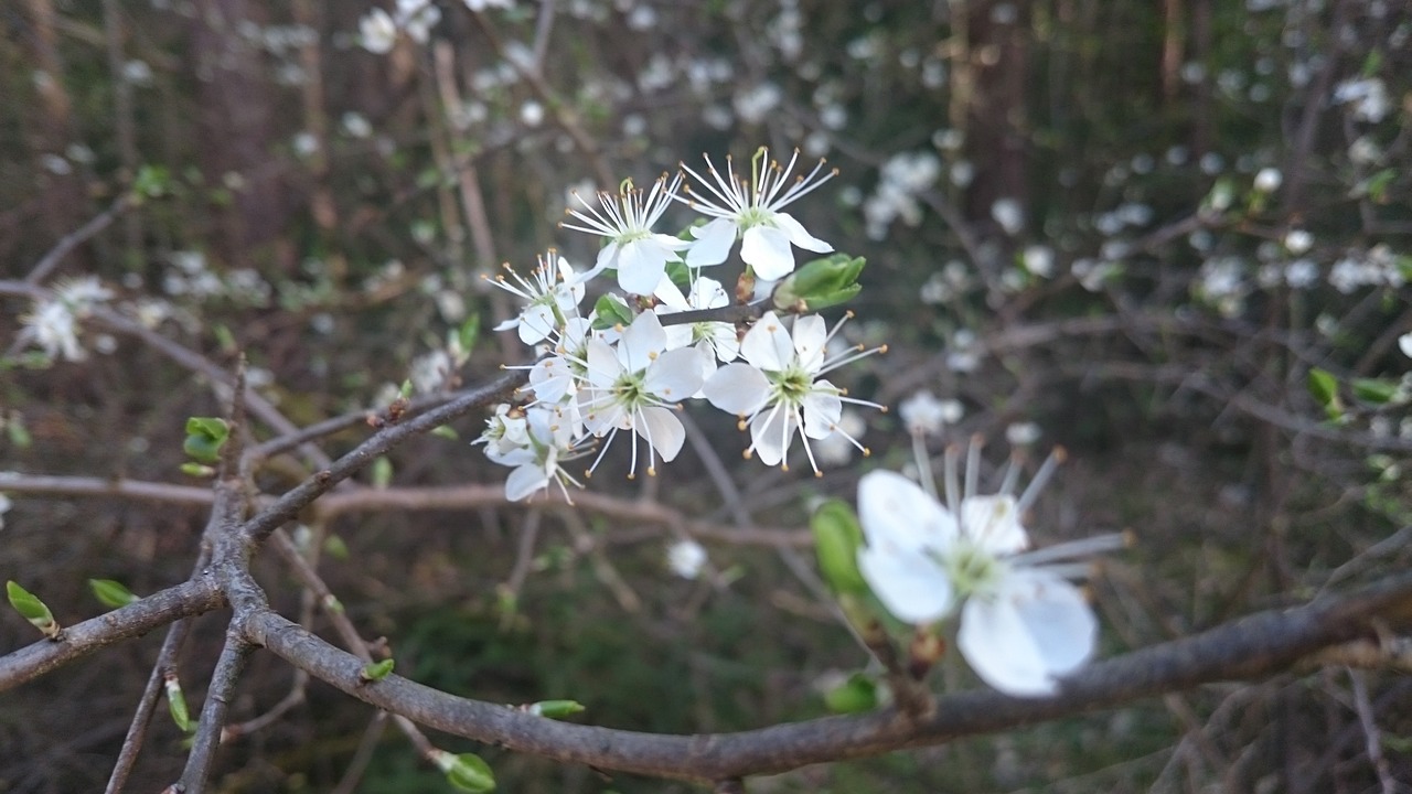 spring flowers white free photo