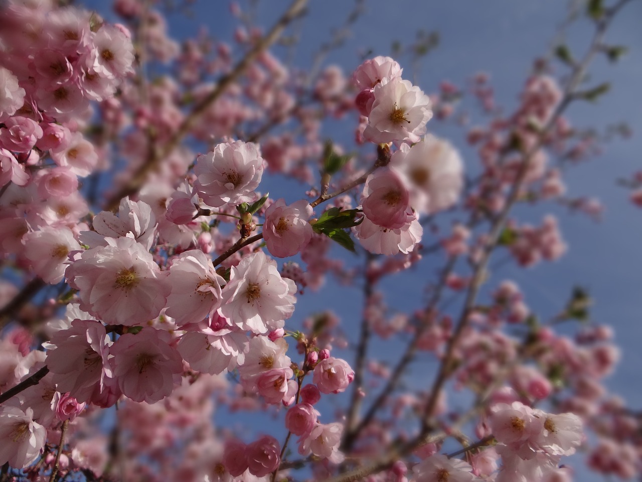 spring ornamental cherry garden free photo