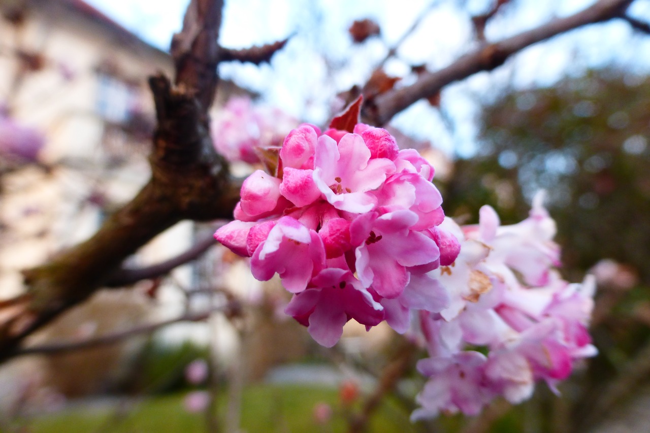 spring bloom pink free photo