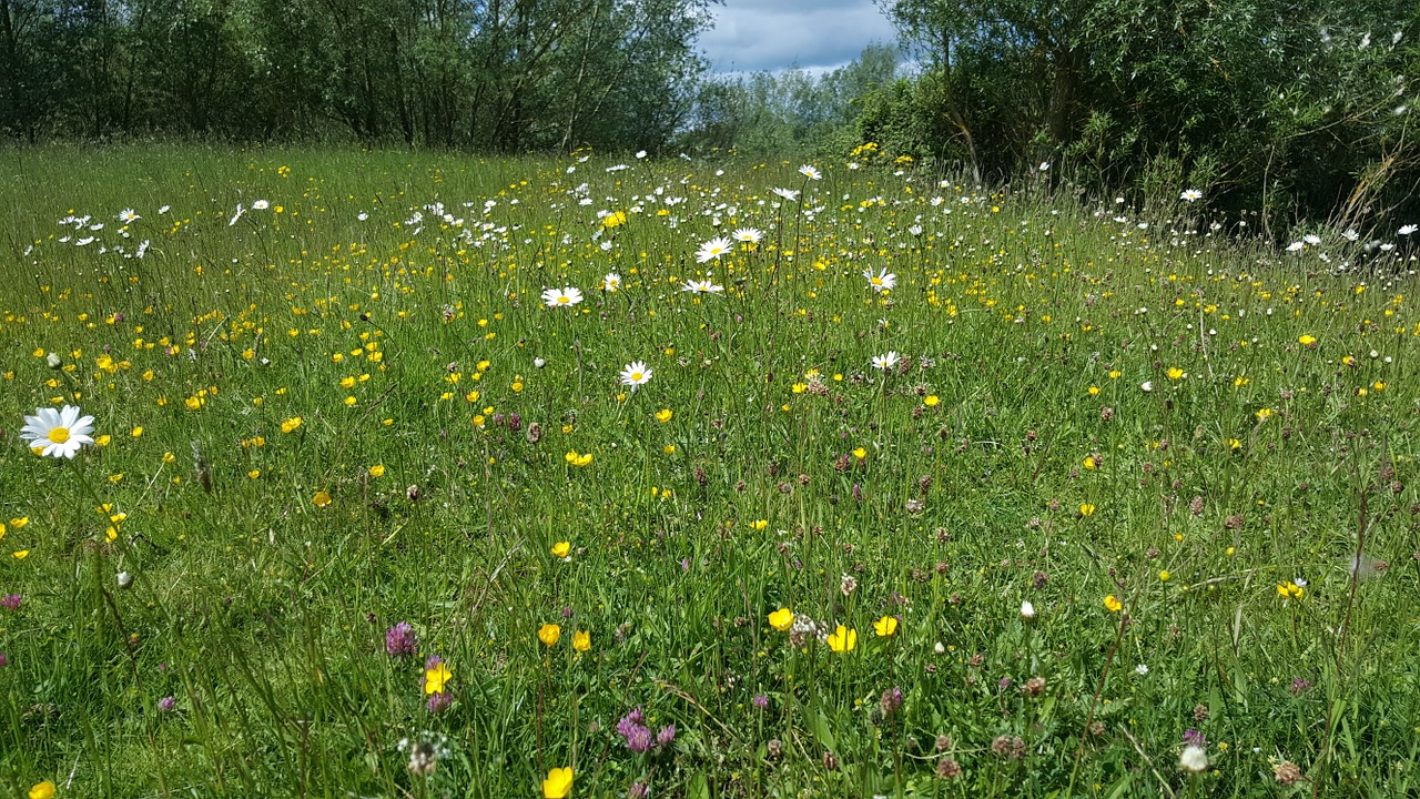 spring wild flowers daisy free photo