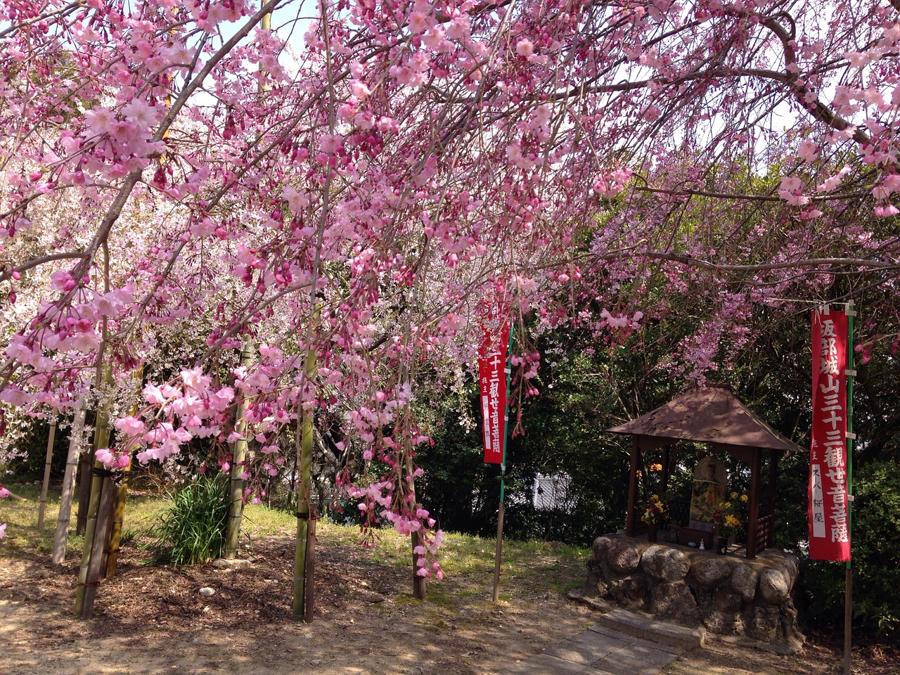 spring cherry flowers free photo